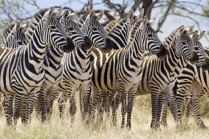 MapaMundi Asia, África y América