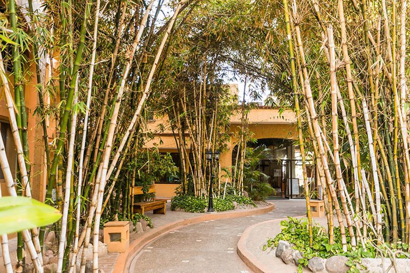 JardinesBambu@@@0a265ee5ef7e2c4b3bcf371a918f9676 JardinesBambu@@@0a265ee5ef7e2c4b3bcf371a918f9676