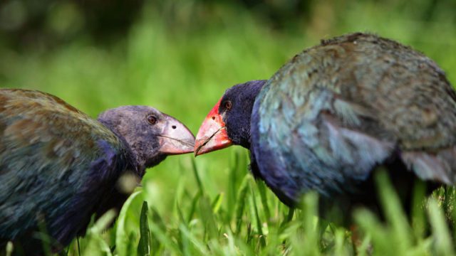 Discover the unique wildlife of Tiritiri Matangi Island https://dev.travelonica.com/wp-content/uploads/2023/08/Discover-the-unique-wildlife-of-Tiritiri-Matangi-Island-640x360.jpg