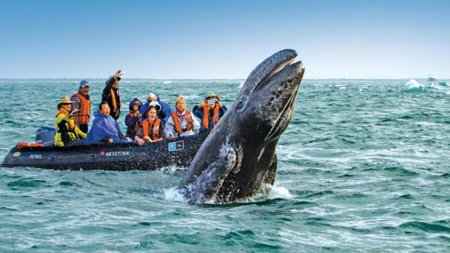 Go Whale Watching https://dev.travelonica.com/wp-content/uploads/2023/08/Go-Whale-Watching-640x360.jpg
