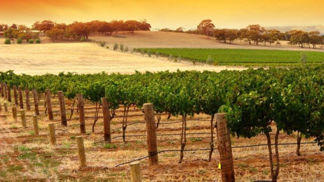 Sample the world-renowned wines of the Barossa Valley https://dev.travelonica.com/wp-content/uploads/2023/08/Sample-the-world-renowned-wines-of-the-Barossa-Valley-640x360.jpg