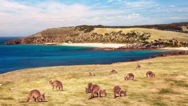 Visit the stunning Kangaroo Island https://dev.travelonica.com/wp-content/uploads/2023/08/Visit-the-stunning-Kangaroo-Island-640x360.jpg