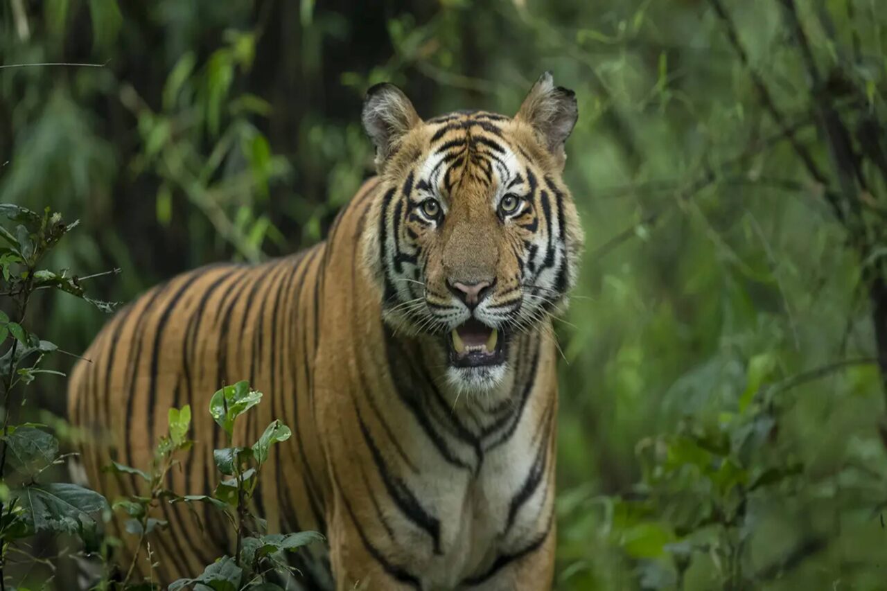 https://dev.travelonica.com/wp-content/uploads/2024/09/Kanha-Bandhavgarh-1280x853.jpg